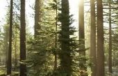 De California USDA Forest Home & Lease-wetgeving inzake landeigendom