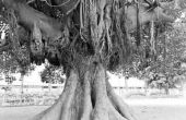 Hoe te beginnen een Banyan Tree uit zaad