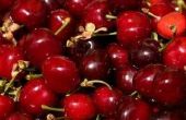 Cherry kruiden