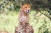 Wat voor soort omgeving leeft een Cheetah In?