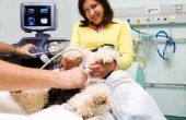 Zwangerschapstesten voor honden