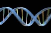 Wat zijn de vier stikstofbasen van DNA?