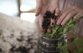 Hoe meng Compost met potgrond