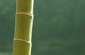 Indoor bamboe Plant allergische reactie informatie