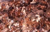Hoe te stoppen met mieren van het stelen van graszaad
