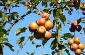 Apple bomen schimmel of ziekte-behandeling