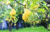 Hoe te identificeren van de verschillende soorten citroen