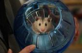 How to Care for dwerg Robo Hamsters