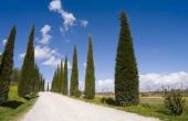 Hoe Italiaanse cipres bomen snoeien