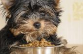 Voeding voor honden met zweren