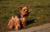 Yorkshire Terriers & urinaire infecties