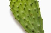 Hoe schoon een Prickly Pear-Cactus