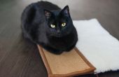 Hoe te stoppen met een kat van krassen meubels