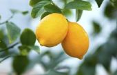 How to Grow citroenbomen