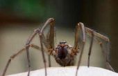 Spinnen dat voeren baby's op hun rug in North Carolina