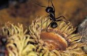 Mieren kunnen beschadigen planten?