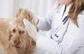 Hoe te om te bepalen als een hond heeft een oor hematoom