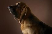 Wat zijn de behandelingen voor artritis bij honden?