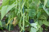 Hoe te voorkomen dat insecten eten Green Bean planten