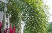Foxtail Palm ziekten