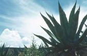 Hoe de zorg voor een blauwe Agave-Plant