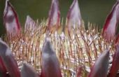 How to Grow Protea van stekken