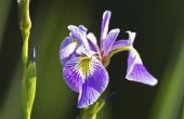 Snoeien Iris planten