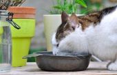 Voeding voor de kat voor urinewegen problemen