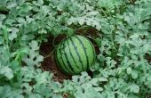 Moet ik mijn watermeloenen op iets zitten terwijl ze groeien?