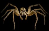 Giftige spinnen van Vermont