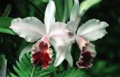 Hoe maak je een orchidee Mini kas