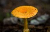 Hoe te identificeren van paddenstoelen in Oregon