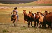 Wat doen Ranchers paard krijgt jaarlijks betaald?