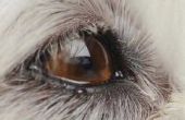 Hond Eye zweer genezen