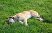 How to Fix gele vlekken en Dog Urine geuren op gras