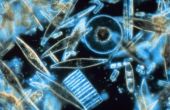 Belang van fytoplankton