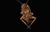 How to Get Rid van kakkerlakken in uw magnetron