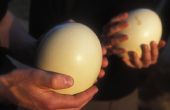 Voedingswaarde feiten over struisvogel eieren