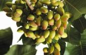 Soorten pimpernoten (pistaches)