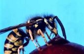 Hoe maak je een zelfgemaakte Wasp Trap