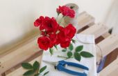 How to Take Care van Roses in vazen