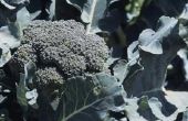 Hoe te snoeien van Broccoli