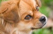 Hoe doseer honden met Cephalexin