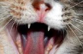 Wat zijn de gevaren van de reiniging van de tanden bij katten?