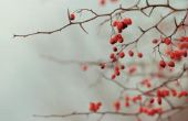 Hoe te identificeren van een boom met rode bessen