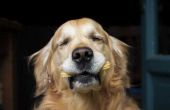 Hoe te het evenwicht van een traktatie op de neus van een hond