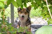 Hoe een hond te houden van graven onder een hek