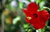De betekenis van een Hibiscus bloem