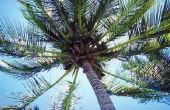 Kunnen Coconut palmbomen groeien in Arizona?