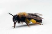 How to Get Rid van Africanized bijen